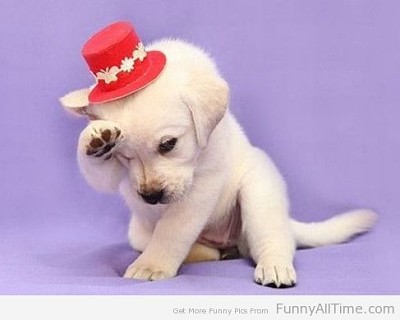 Is a little dog