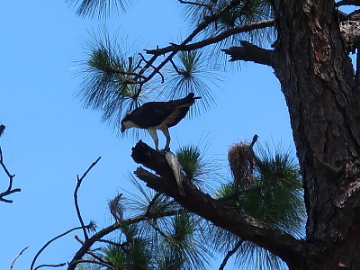 פאזל של Osprey with fish