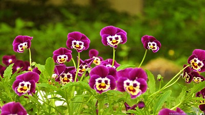 微笑的三色紫羅蘭