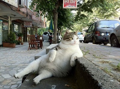 土耳其貓Tombili躺在人行道看風景