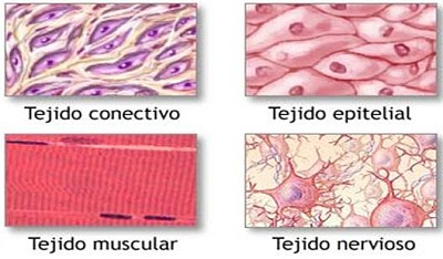 TEJIDO CONECTIVO