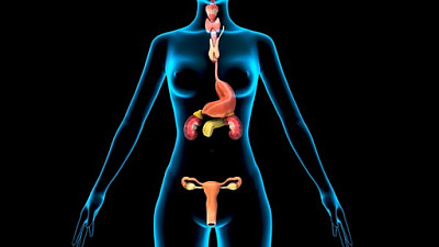 SISTEMA ENDOCRINO