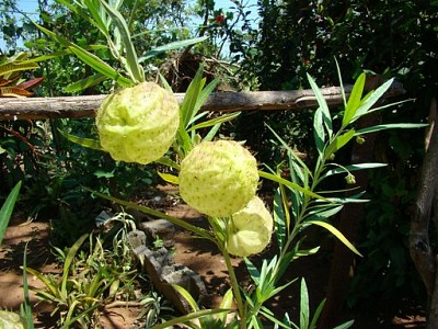 Cuba - Fleur inconnue