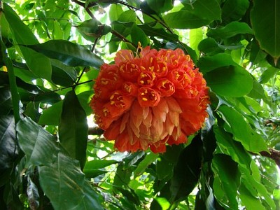 Cuba - Fleur inconnue