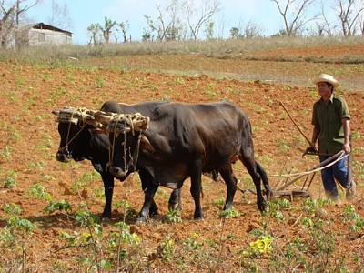 Cuba - Dans les champs