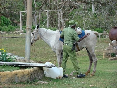 Cuba - Soins au cheval