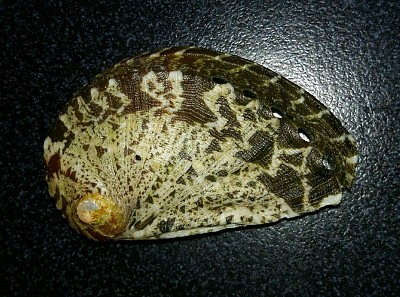 פאזל של Haliotis mykononsensis