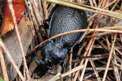 Carabus rossii