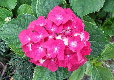 Hortensia jigsaw puzzle