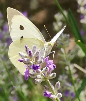 פאזל של Papillon sur lavande