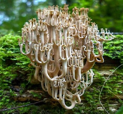 natural jigsaw puzzle