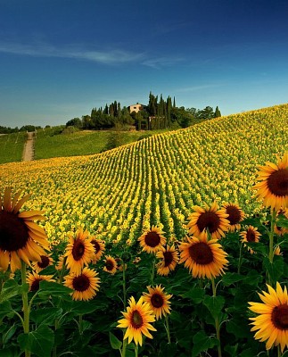 girasoles