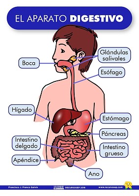 SISTEMA DIGESTIVO jigsaw puzzle