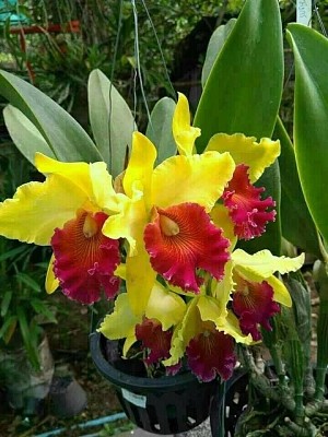 flores
