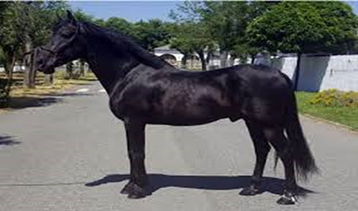 carbonero