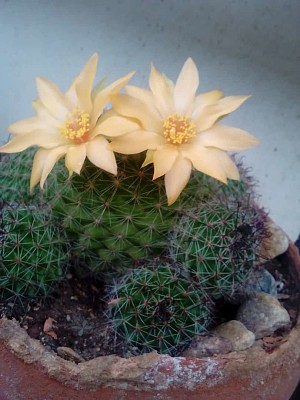 cactus floreado