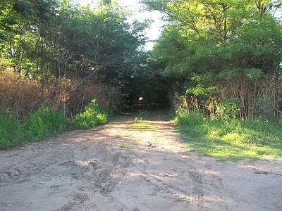 Tunel de Arboles!!!! jigsaw puzzle