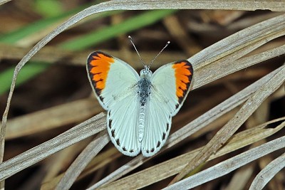 Colotis antevippe