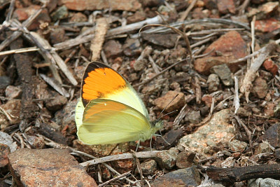 Colotis auxo