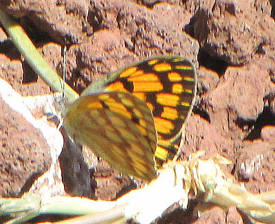 Colotis doubleday