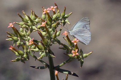 Colotis eris