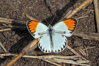 Colotis evagore