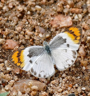 Colotis evenina