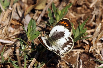 Colotis pallene