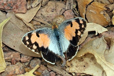 Colotis phisadia