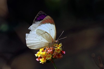 פאזל של Colotis regina