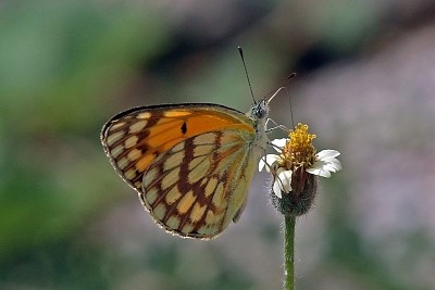 פאזל של Colotis vespa princeps