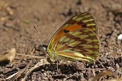 Colotis vespa