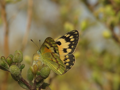 Colotis amata