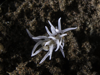 Okenia brunneomaculata