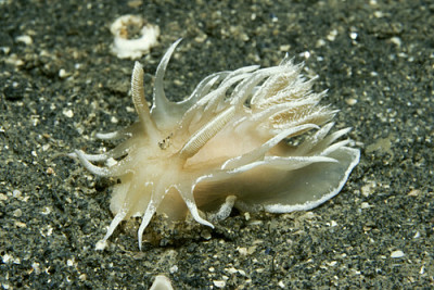 Okenia genus