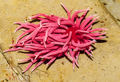 Okenia rosacea