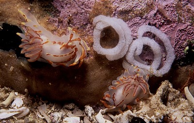 Okenia amoenula