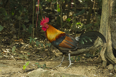 פאזל של Gallo comune