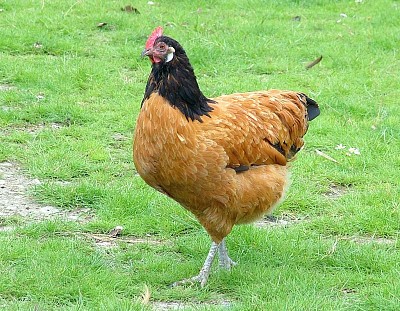 פאזל של Gallina vorwerk