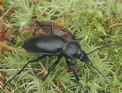 Carabus glabratus