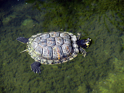 Cooter di fiume