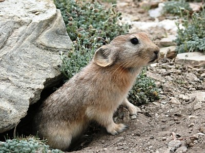 Ladakh pika