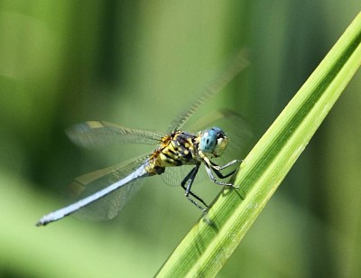 פאזל של Orthetrum abbotti