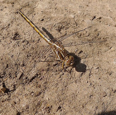 Orthetrum taeniolatum jigsaw puzzle