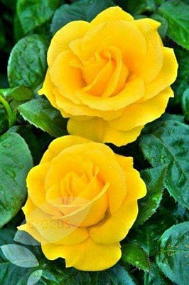 פאזל של Rosas Amarillas