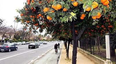 frutas jigsaw puzzle