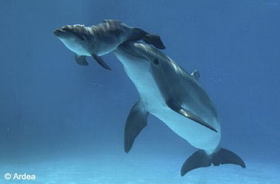 פאזל של dolphin mother