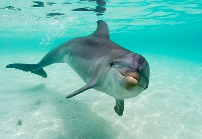 Beauty Dolphin jigsaw puzzle