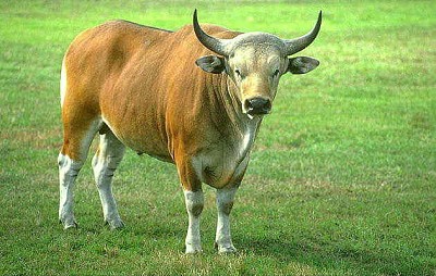 פאזל של Banteng