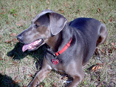 Blue lacy jigsaw puzzle